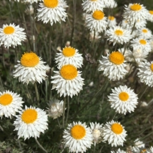 Leucochrysum albicans subsp. tricolor at Watson, ACT - 8 Oct 2021