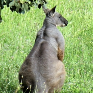 Osphranter robustus robustus at Chapman, ACT - 28 Oct 2020