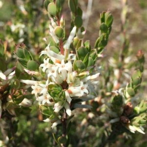 Brachyloma daphnoides at Watson, ACT - 8 Oct 2021 04:05 PM