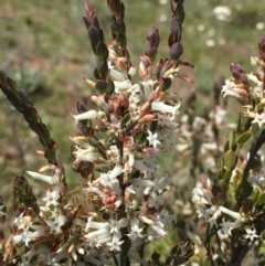 Brachyloma daphnoides at Watson, ACT - 8 Oct 2021 04:05 PM