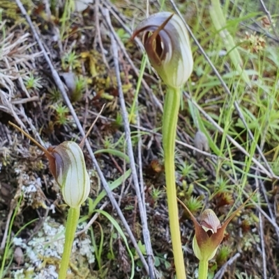 Pterostylis pedunculata (Maroonhood) at Kowen, ACT - 9 Oct 2021 by shoko