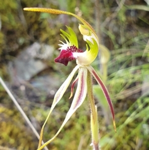 Caladenia parva at The Ridgeway, NSW - 9 Oct 2021