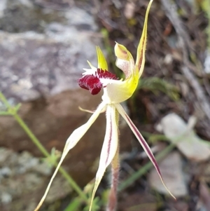 Caladenia parva at The Ridgeway, NSW - 9 Oct 2021