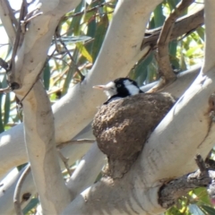 Grallina cyanoleuca (Magpie-lark) at Chapman, ACT - 15 Oct 2020 by Chris Appleton