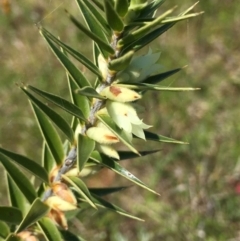 Melichrus urceolatus (Urn Heath) at Watson, ACT - 8 Oct 2021 by RWPurdie