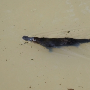 Ornithorhynchus anatinus at Fyshwick, ACT - 2 Oct 2020