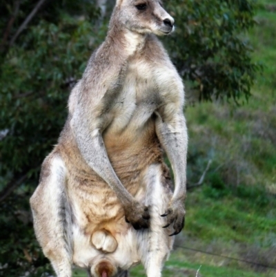 Macropus giganteus (Eastern Grey Kangaroo) at Tuggeranong DC, ACT - 13 Sep 2020 by ChrisAppleton