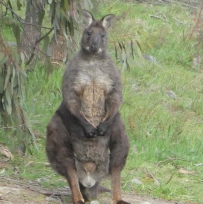 Osphranter robustus robustus (Eastern Wallaroo) at Tuggeranong DC, ACT - 13 Sep 2020 by Chris Appleton