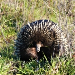 Tachyglossus aculeatus (Short-beaked Echidna) at Cooleman Ridge - 6 Sep 2020 by ChrisAppleton