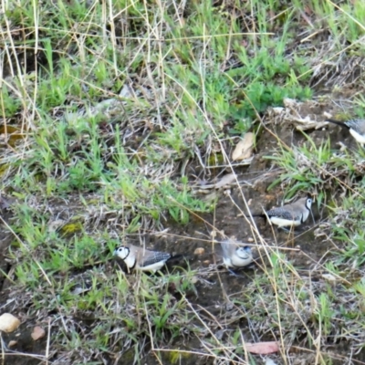 Stizoptera bichenovii (Double-barred Finch) at Chapman, ACT - 27 Sep 2020 by Chris Appleton