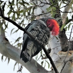 Callocephalon fimbriatum (Gang-gang Cockatoo) at Chapman, ACT - 27 Aug 2020 by ChrisAppleton