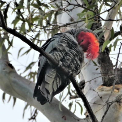 Callocephalon fimbriatum (Gang-gang Cockatoo) at Chapman, ACT - 27 Aug 2020 by ChrisAppleton