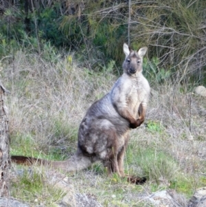 Osphranter robustus robustus at Stromlo, ACT - 18 Aug 2020