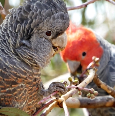 Callocephalon fimbriatum (Gang-gang Cockatoo) at Chapman, ACT - 19 Jul 2020 by Chris Appleton