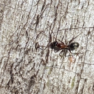 Camponotus sponsorum at Jerrabomberra, NSW - suppressed