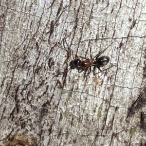 Camponotus sponsorum at Jerrabomberra, NSW - suppressed