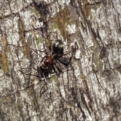 Camponotus sponsorum at Jerrabomberra, NSW - suppressed