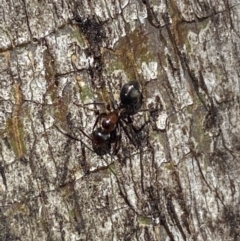 Camponotus sponsorum at Jerrabomberra, NSW - suppressed