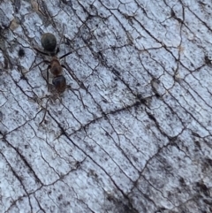 Camponotus sponsorum at Jerrabomberra, NSW - suppressed