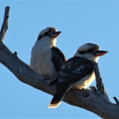 Dacelo novaeguineae (Laughing Kookaburra) at Stromlo, ACT - 1 Aug 2020 by Chris Appleton