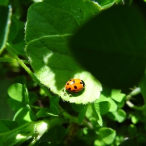 Hippodamia variegata at Holder, ACT - suppressed