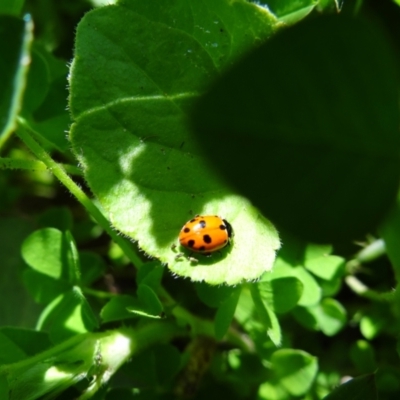 Hippodamia variegata (Spotted Amber Ladybird) at Holder, ACT - 8 Oct 2021 by Miranda