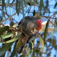 Callocephalon fimbriatum (Gang-gang Cockatoo) at Chapman, ACT - 30 Jul 2020 by Chris Appleton