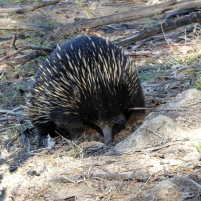 Tachyglossus aculeatus (Short-beaked Echidna) at Cooleman Ridge - 5 Jul 2020 by ChrisAppleton