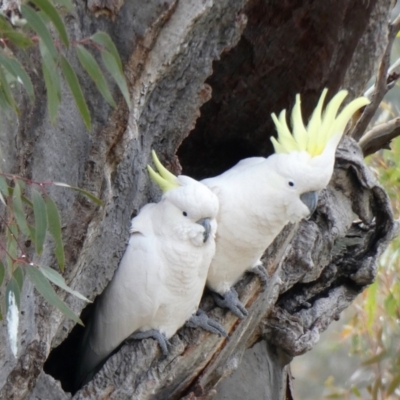 Cacatua galerita (Sulphur-crested Cockatoo) at Chapman, ACT - 6 Jul 2020 by Chris Appleton