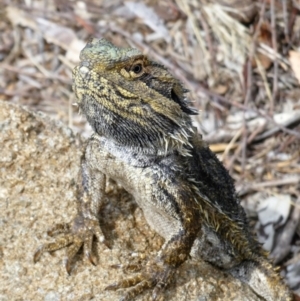 Pogona barbata at Chapman, ACT - 12 Feb 2020