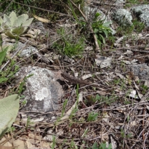 Pogona barbata at Garran, ACT - suppressed