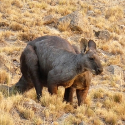 Osphranter robustus robustus (Eastern Wallaroo) at Chapman, ACT - 29 Jan 2020 by ChrisAppleton