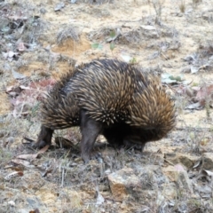 Tachyglossus aculeatus (Short-beaked Echidna) at Cooleman Ridge - 1 Dec 2019 by ChrisAppleton