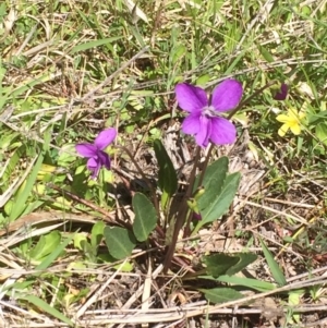 Viola betonicifolia subsp. betonicifolia at Booth, ACT - 9 Oct 2021