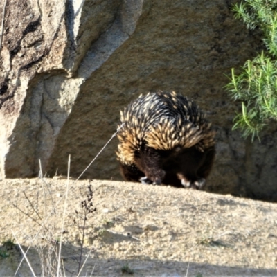 Tachyglossus aculeatus (Short-beaked Echidna) at Cooleman Ridge - 12 Sep 2019 by ChrisAppleton