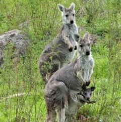 Osphranter robustus robustus (Eastern Wallaroo) at Chapman, ACT - 5 Apr 2020 by ChrisAppleton