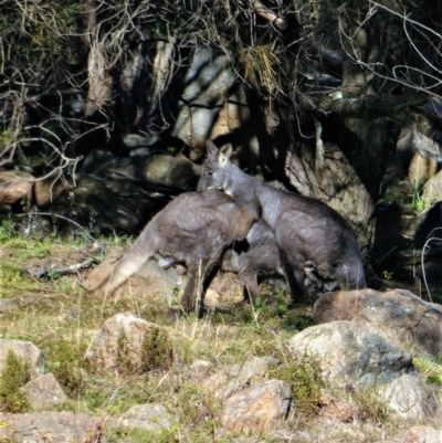 Osphranter robustus (Wallaroo) at Chapman, ACT - 8 Jun 2020 by Chris Appleton