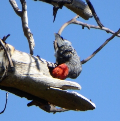 Callocephalon fimbriatum (Gang-gang Cockatoo) at Chapman, ACT - 9 Feb 2019 by Chris Appleton