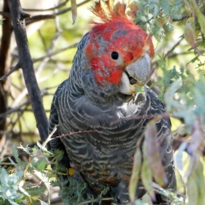 Callocephalon fimbriatum (Gang-gang Cockatoo) at Chapman, ACT - 20 Nov 2019 by Chris Appleton