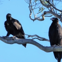 Aquila audax (Wedge-tailed Eagle) at Stromlo, ACT - 9 Feb 2019 by Chris Appleton