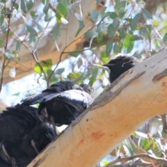 Corcorax melanorhamphos (White-winged Chough) at Greenleigh, NSW - 8 Oct 2021 by LyndalT