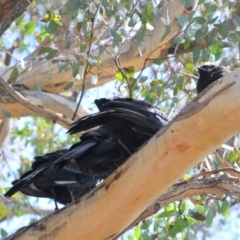 Corcorax melanorhamphos at Greenleigh, NSW - 9 Oct 2021 10:56 AM