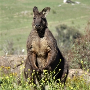 Osphranter robustus at Tuggeranong DC, ACT - 23 Dec 2018