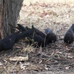 Corcorax melanorhamphos at Kambah, ACT - 13 Dec 2019 10:15 AM