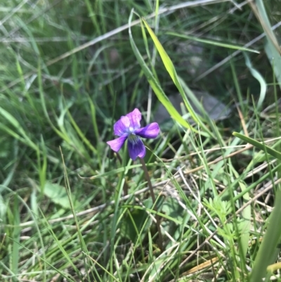 Viola betonicifolia (Mountain Violet) at Forde, ACT - 9 Oct 2021 by EggShell