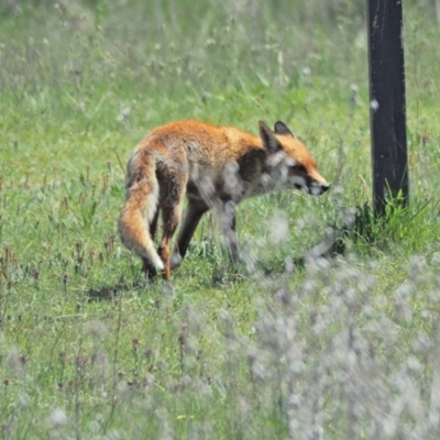 Vulpes vulpes (Red Fox) at Kama - 9 Oct 2021 by wombey