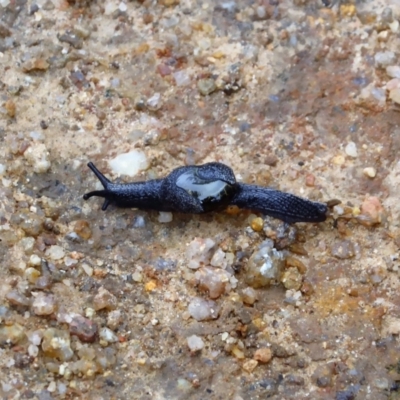 Helicarion cuvieri (A Semi-slug) at Namadgi National Park - 28 May 2017 by Chris Appleton