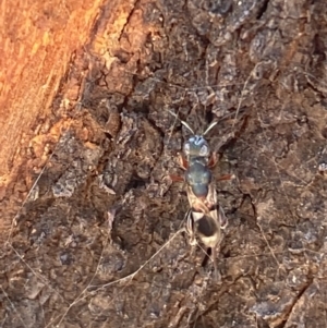 Eupelmidae (family) at Jerrabomberra, NSW - 9 Oct 2021