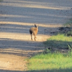 Lepus capensis (Brown Hare) at Holt, ACT - 8 Oct 2021 by wombey