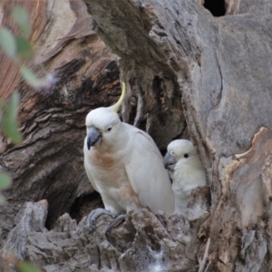 Cacatua galerita at Chapman, ACT - 30 Dec 2020